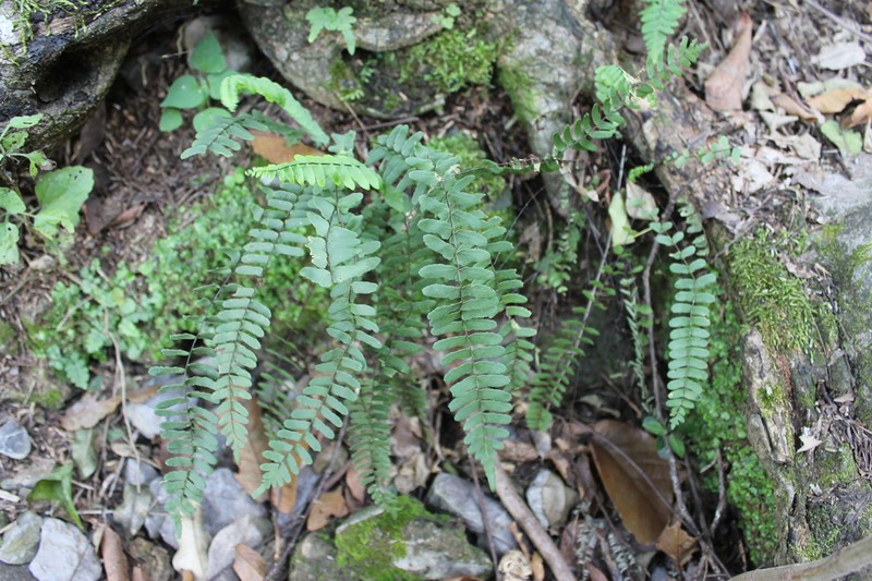 Asplenium nesioticum photo 8