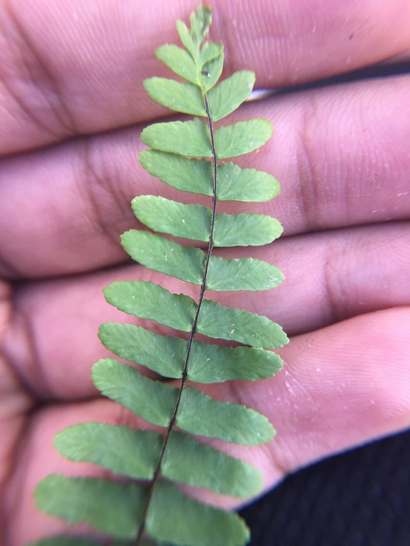 Asplenium nesioticum