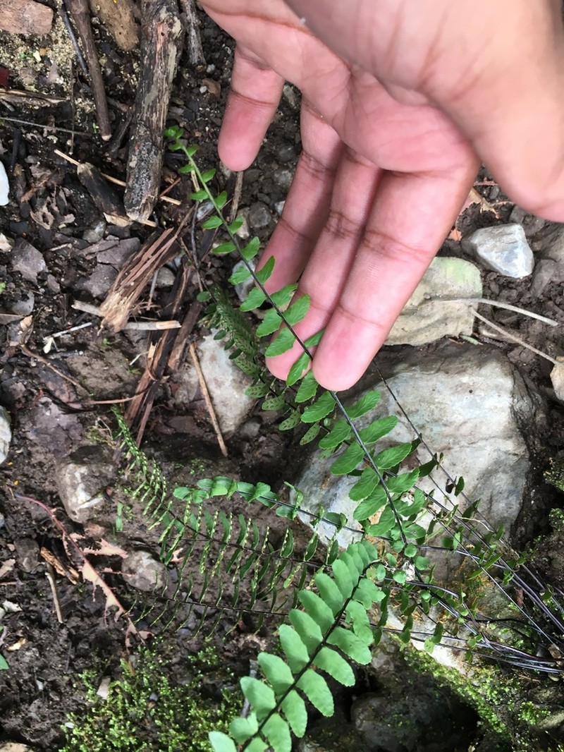 Asplenium nesioticum photo 2