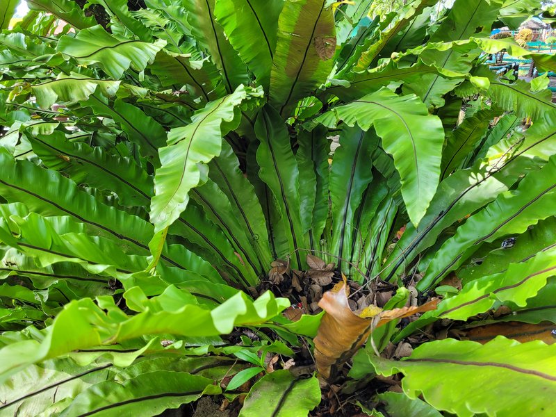 Hawai'I Birdnest Fern