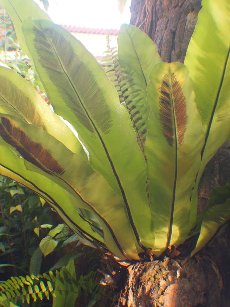 Hawai'I Birdnest Fern photo 2