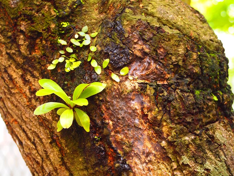 Hawai'I Birdnest Fern photo 3
