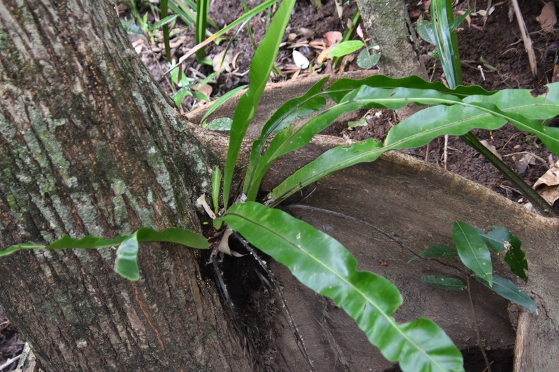 Hawai'I Birdnest Fern photo 4