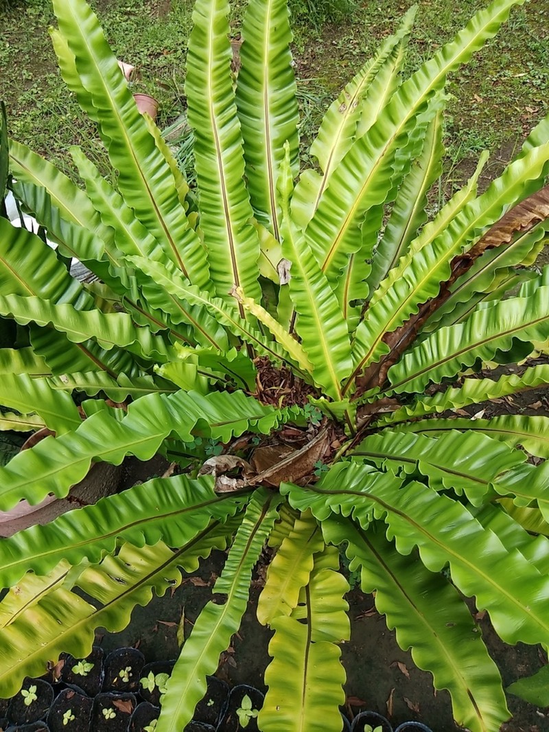 Hawai'I Birdnest Fern photo 5