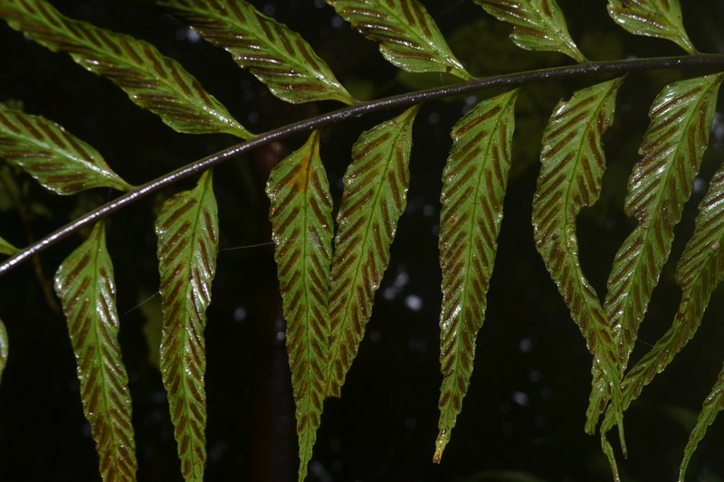 Asplenium nigrescens