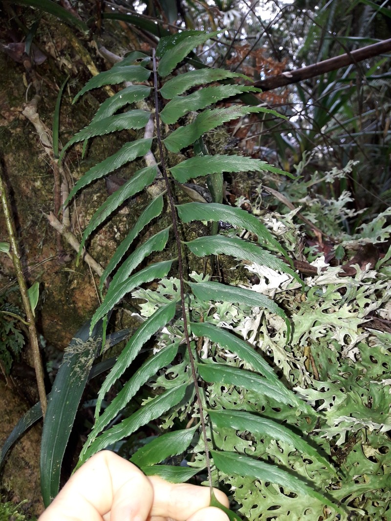 Asplenium nigrescens photo 3