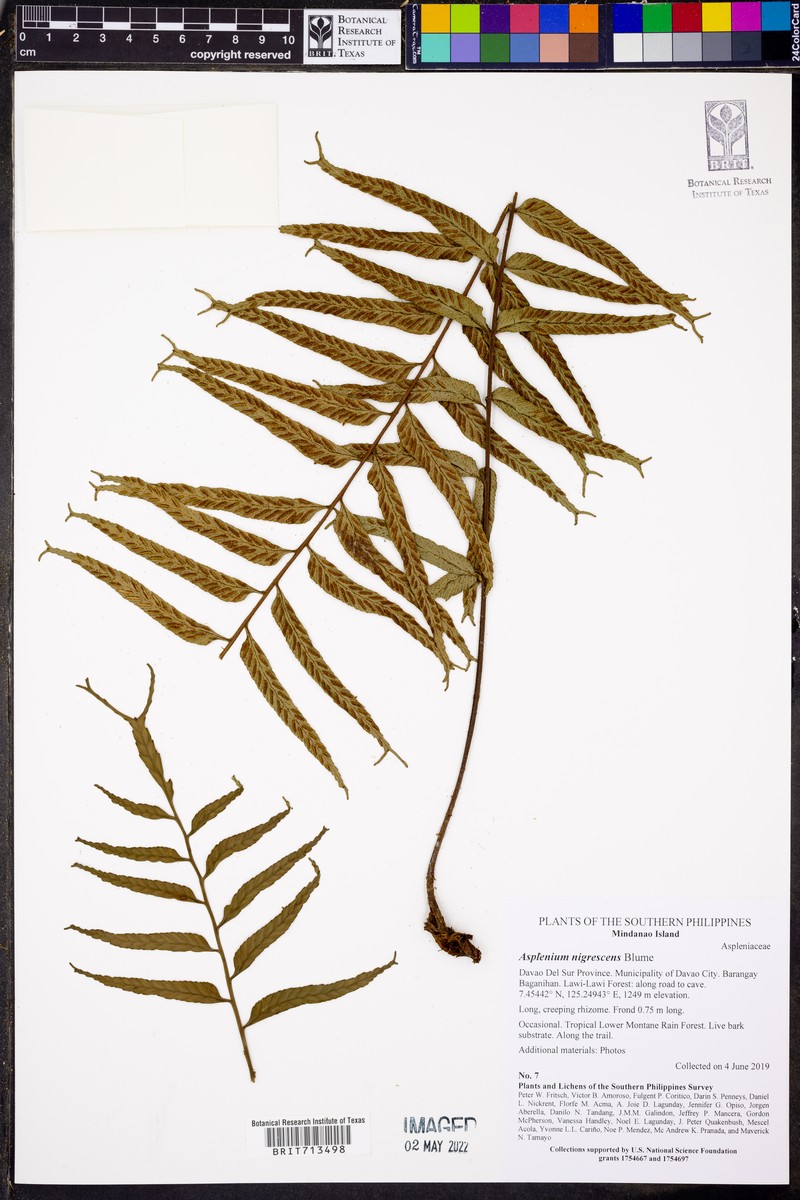 Asplenium nigrescens photo 4