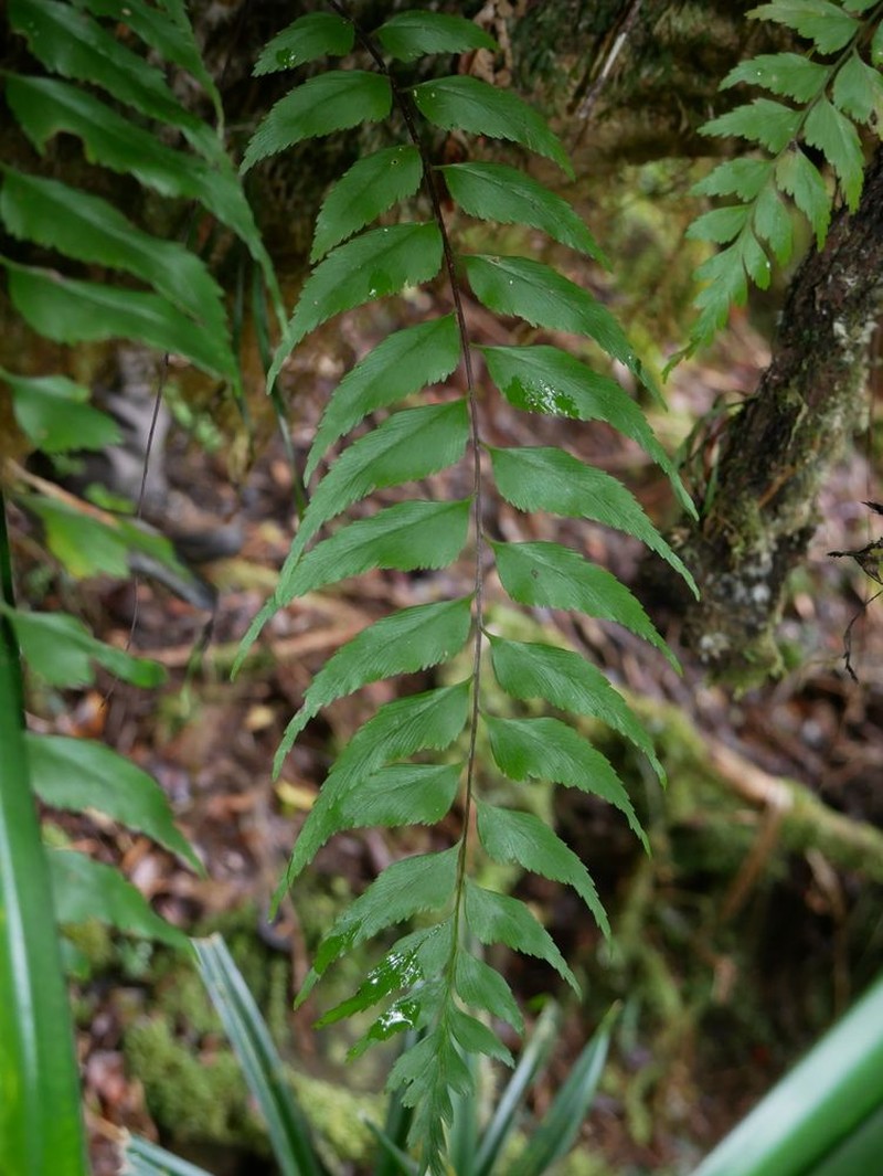 Asplenium nigrescens photo 2