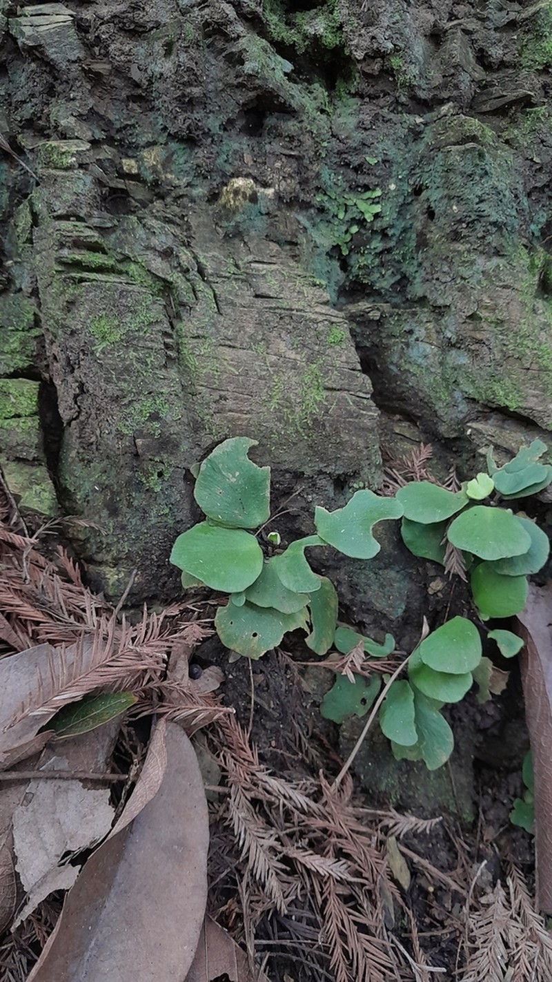 Asplenium nigripes photo 5