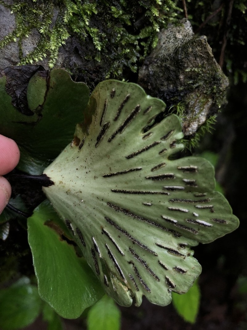 Asplenium nigripes photo 6