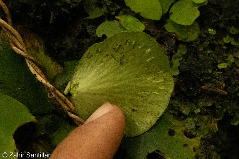 Asplenium nigripes photo 7