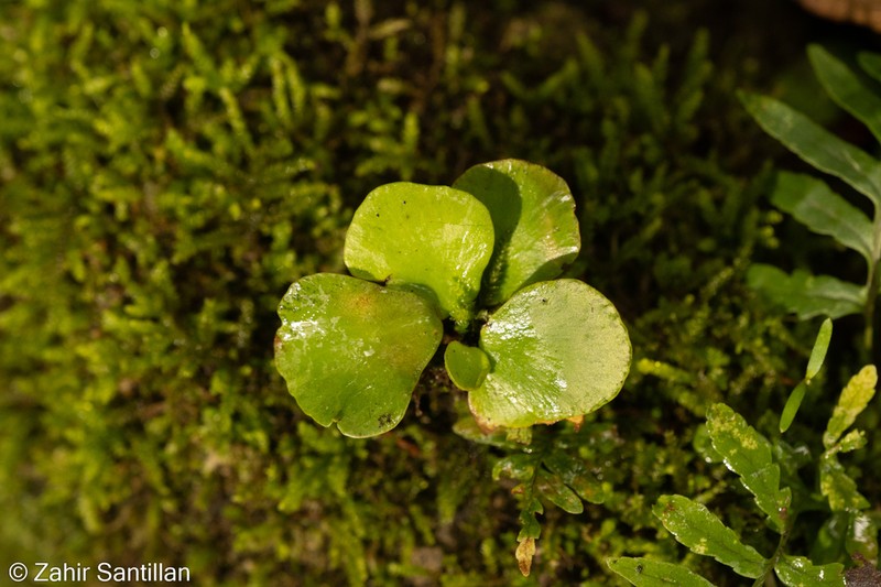 Asplenium nigripes photo 8