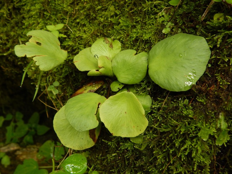 Asplenium nigripes