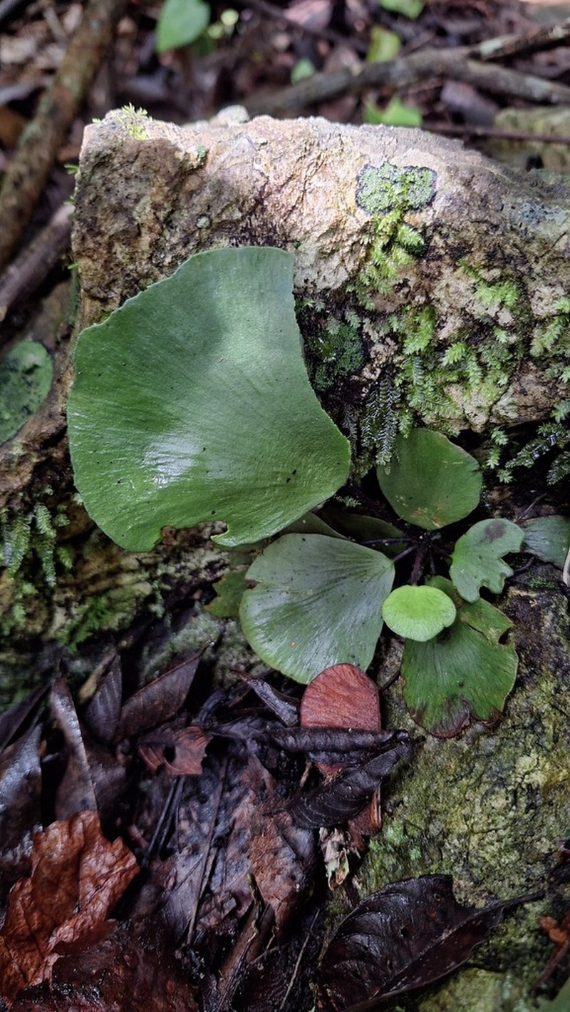 Asplenium nigripes photo 2