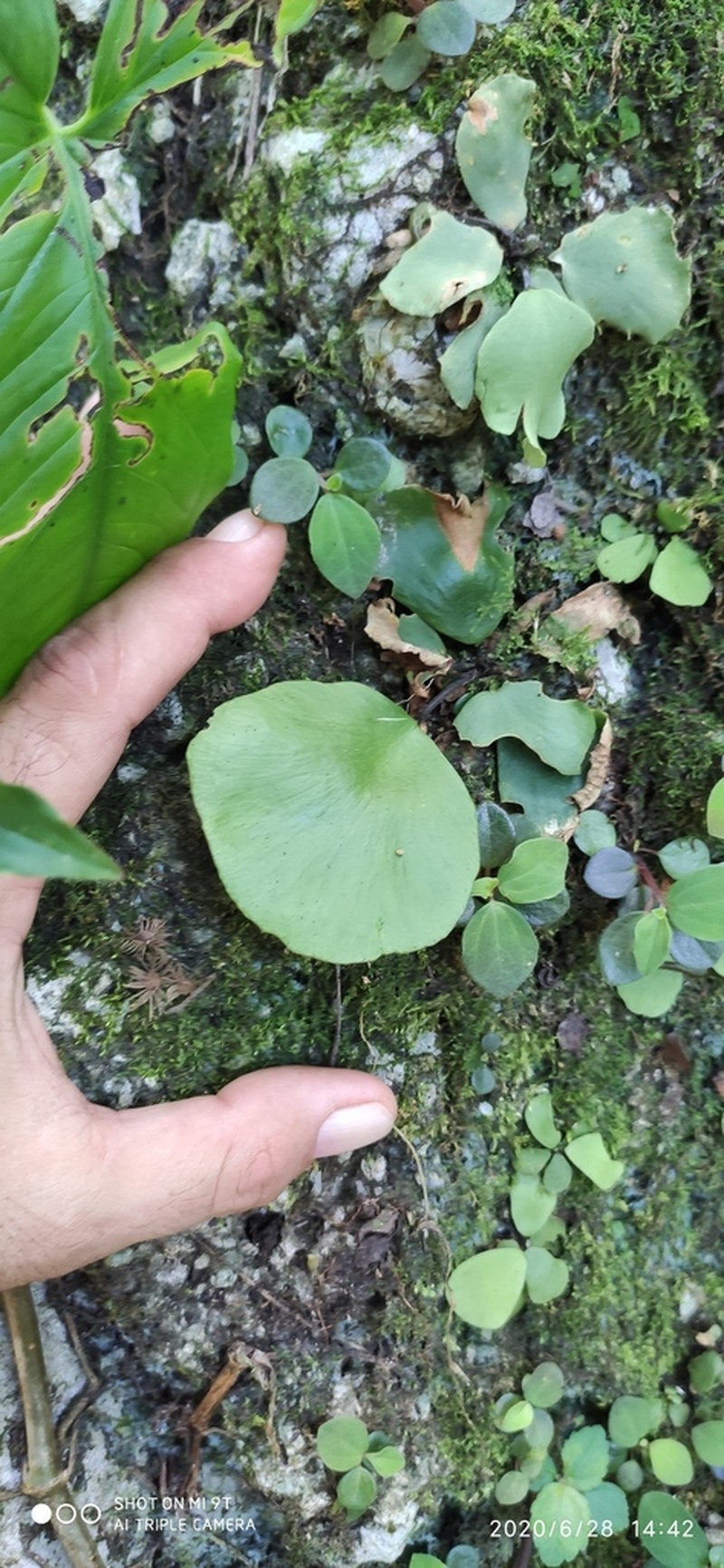 Asplenium nigripes photo 3