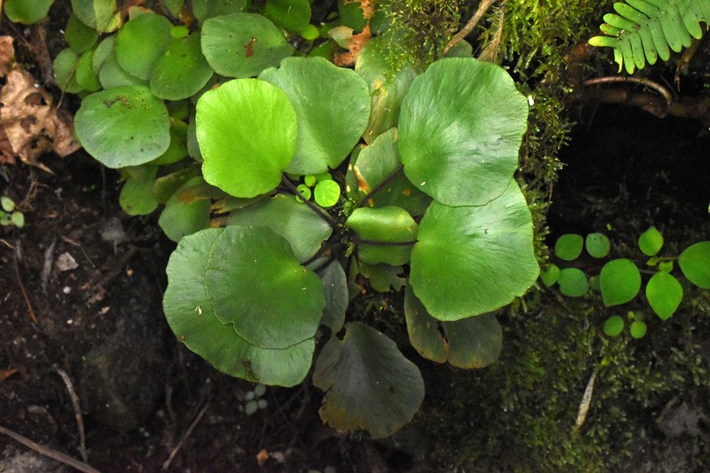 Asplenium nigripes photo 4
