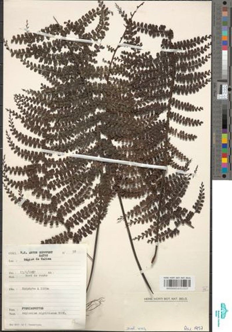 Asplenium nigritianum