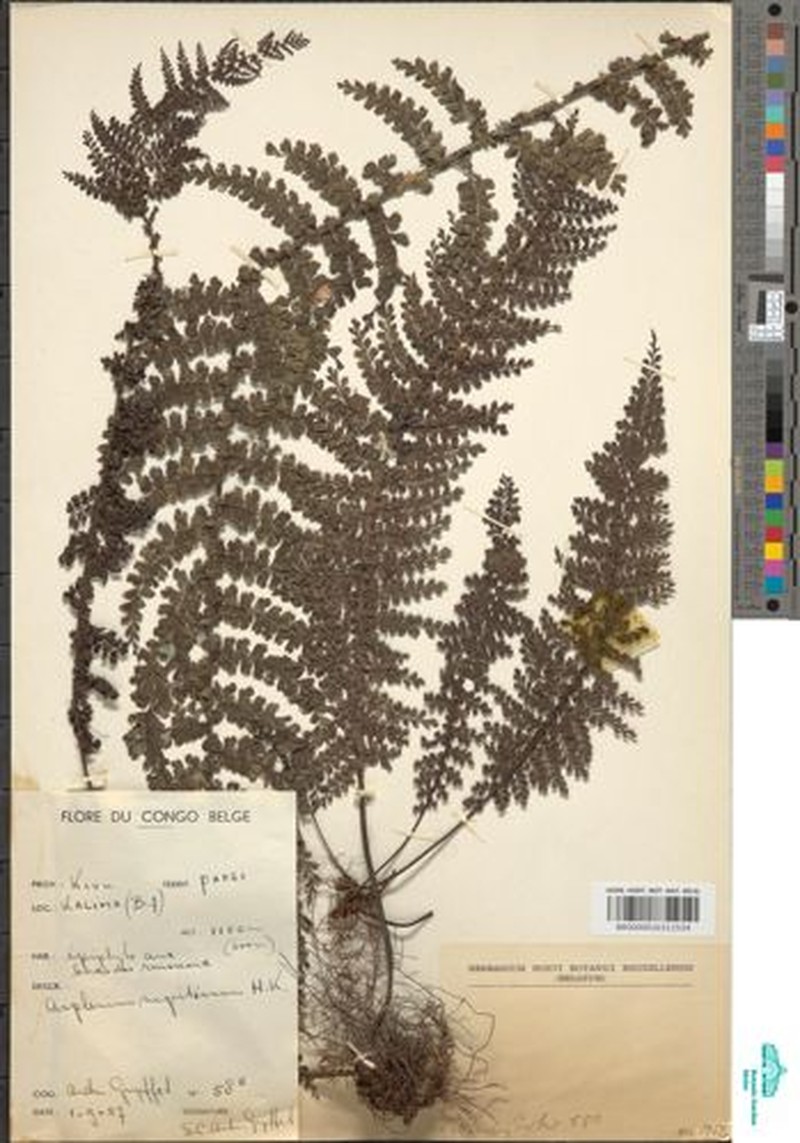 Asplenium nigritianum photo 2