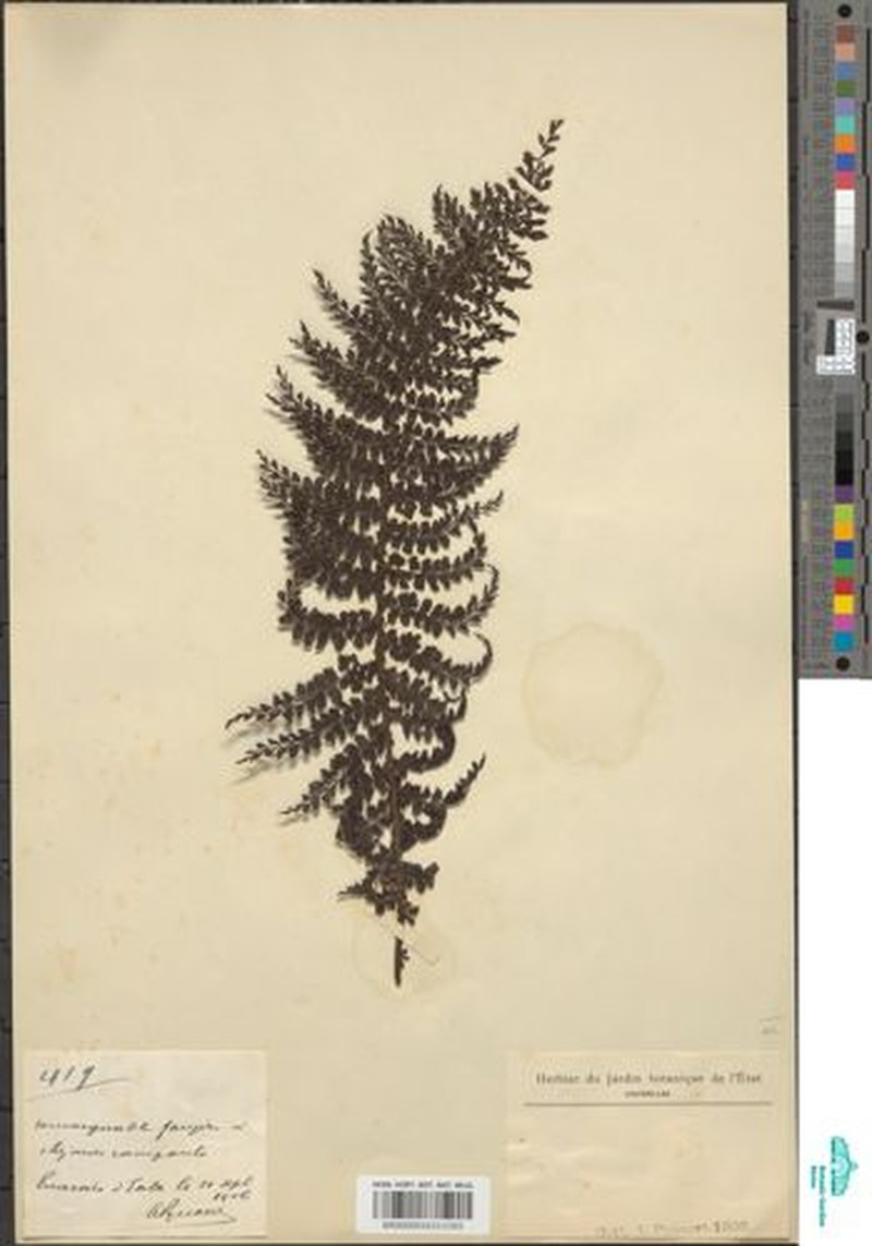 Asplenium nigritianum photo 3