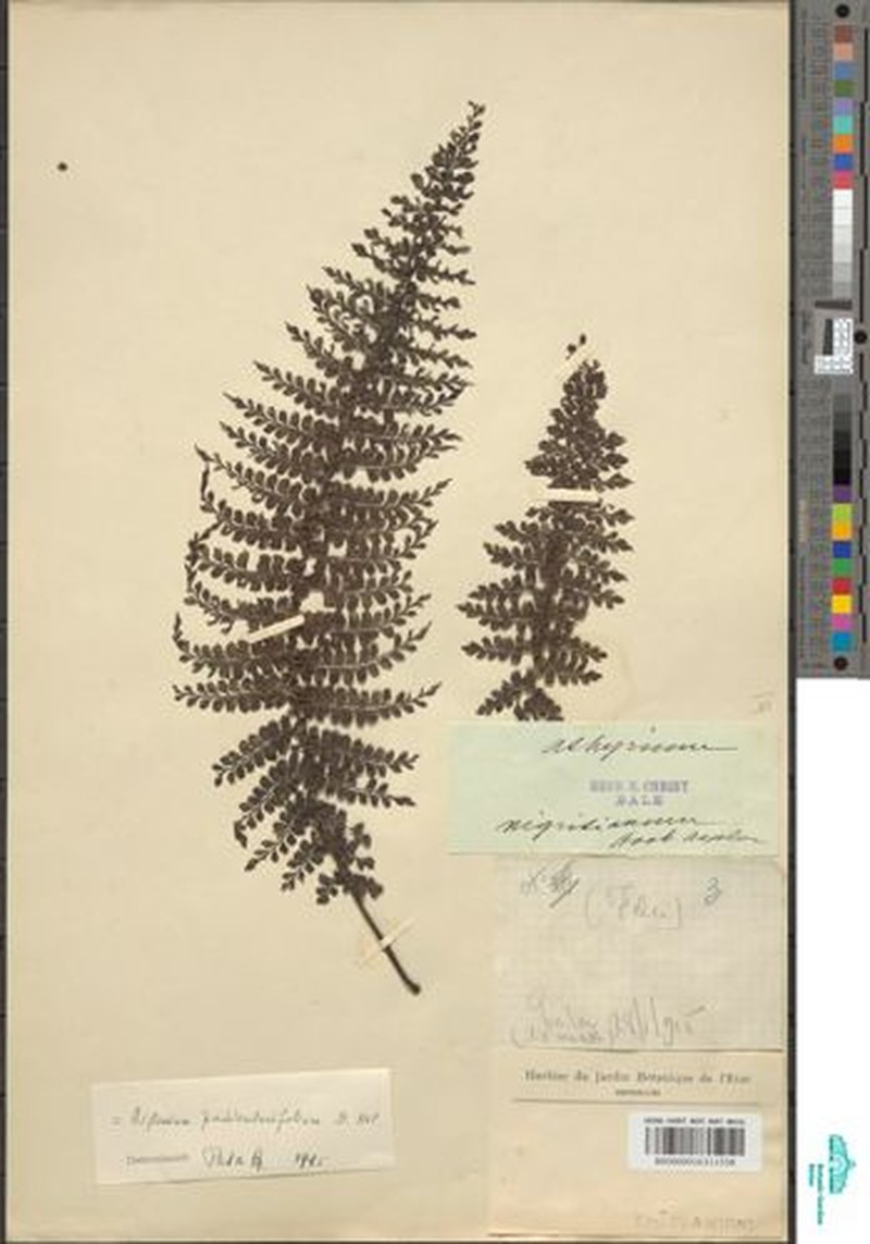 Asplenium nigritianum photo 4
