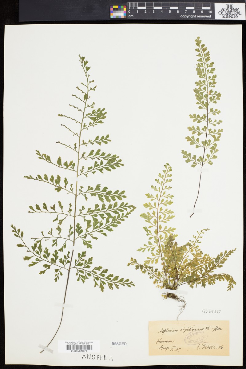Asplenium nigritianum photo 5
