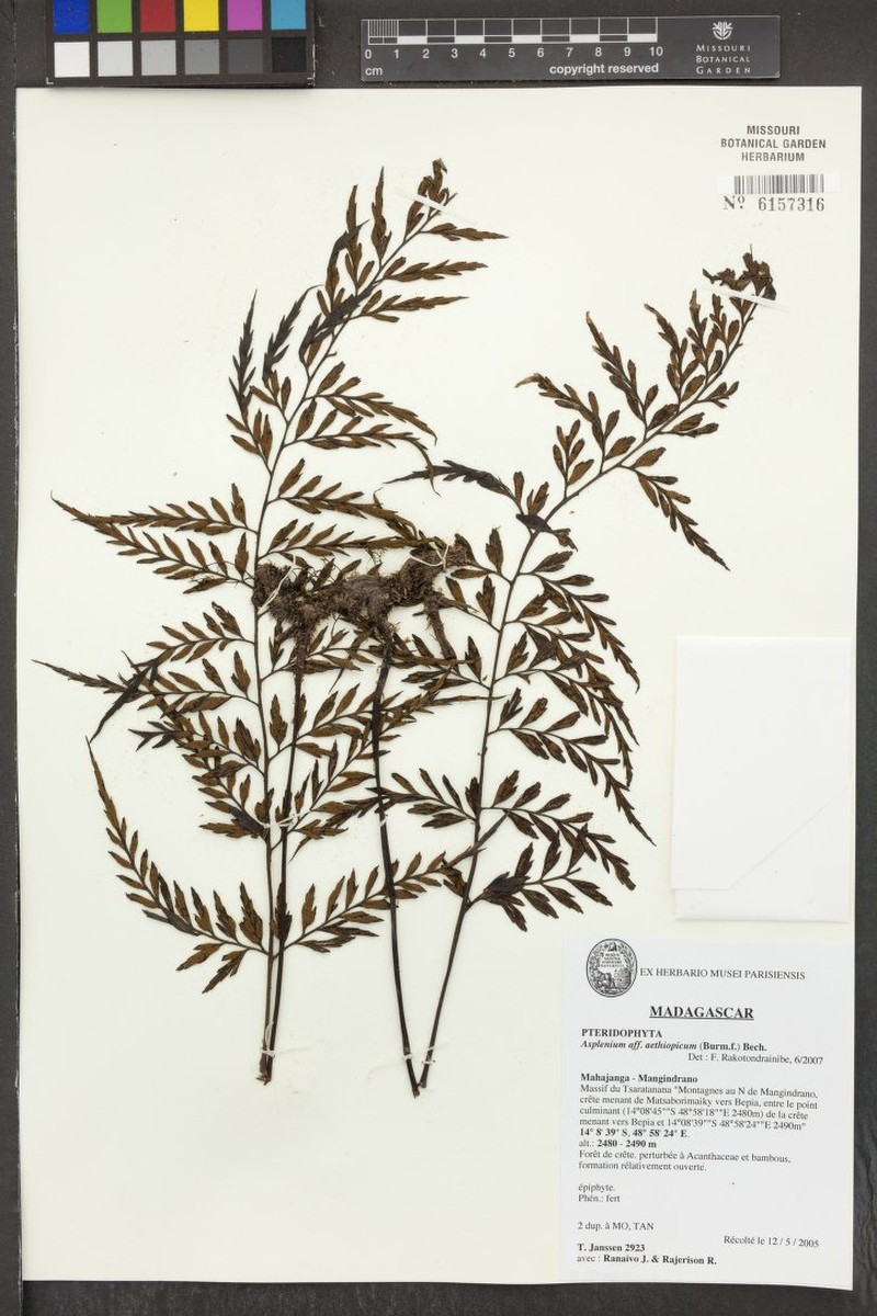 Asplenium nigrocoloratum