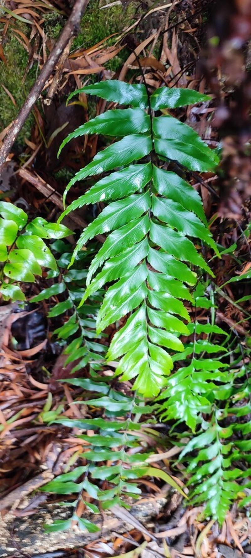 Asplenium nitens