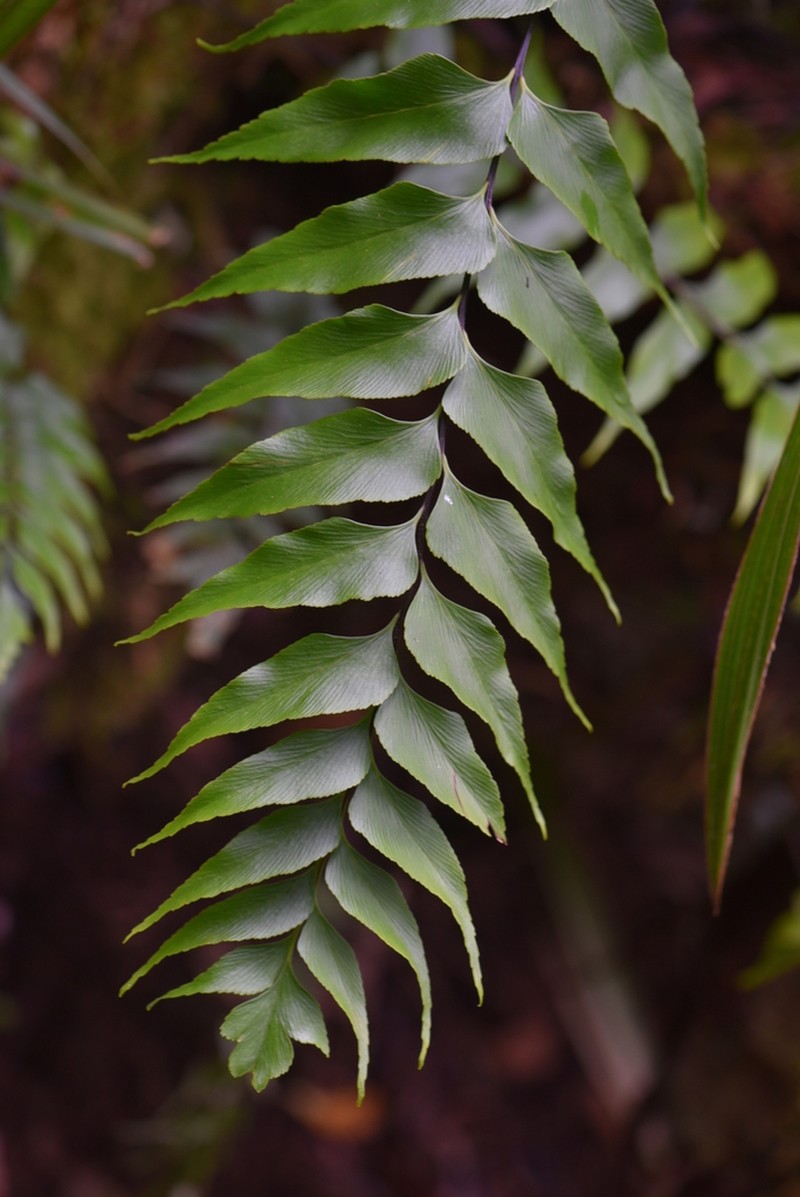 Asplenium nitens photo 2