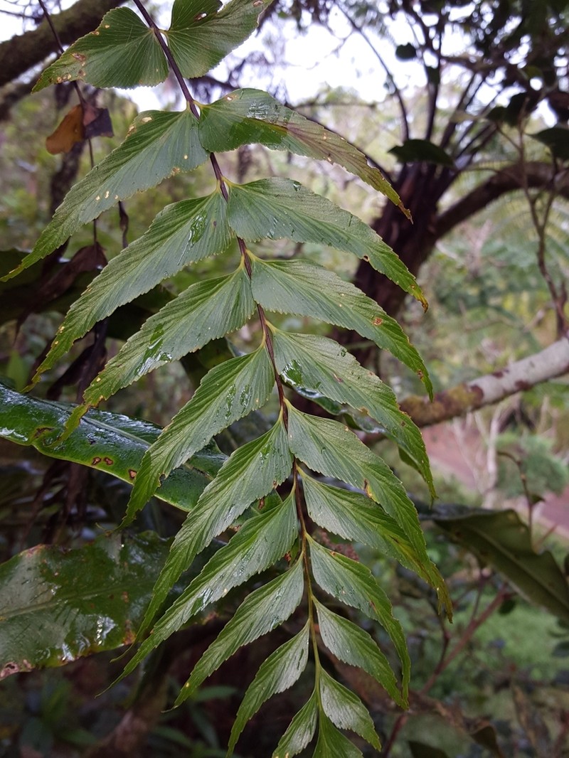 Asplenium nitens photo 3