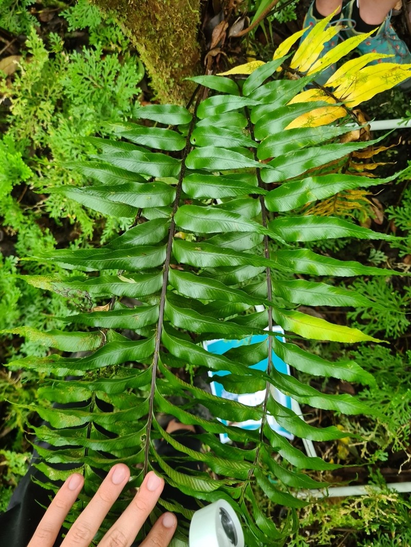 Asplenium nitens photo 4