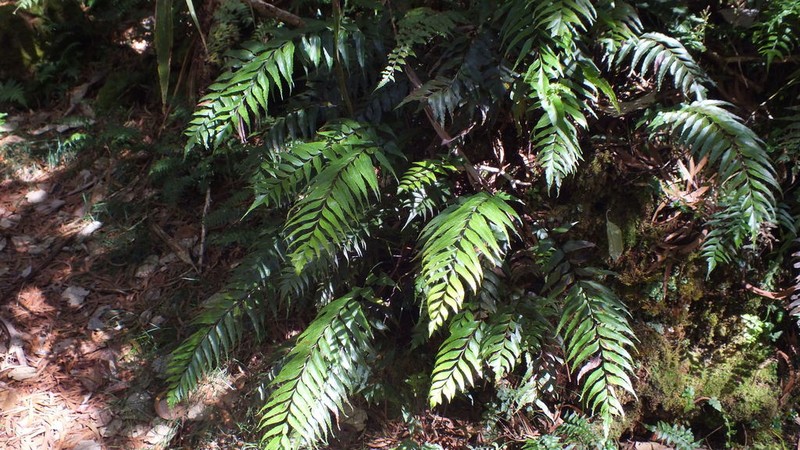 Asplenium nitens photo 5
