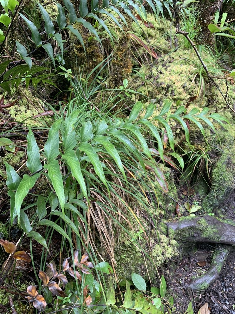 Asplenium nitens photo 6