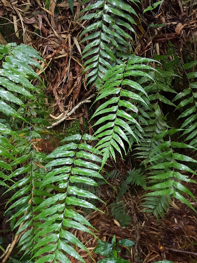 Asplenium nitens photo 7
