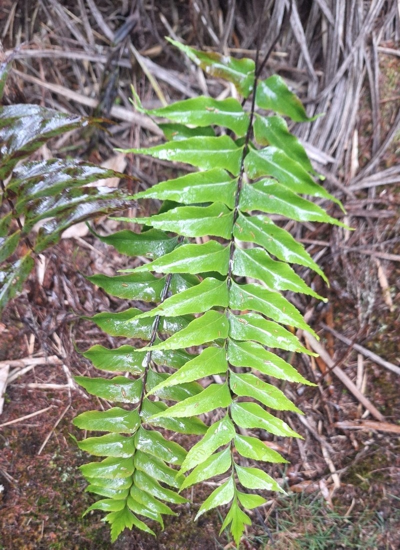 Asplenium nitens photo 8