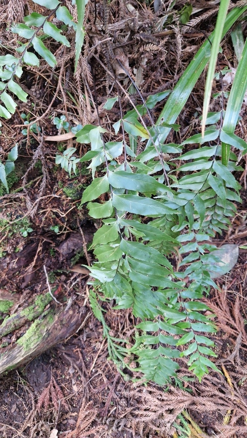 Asplenium nitens