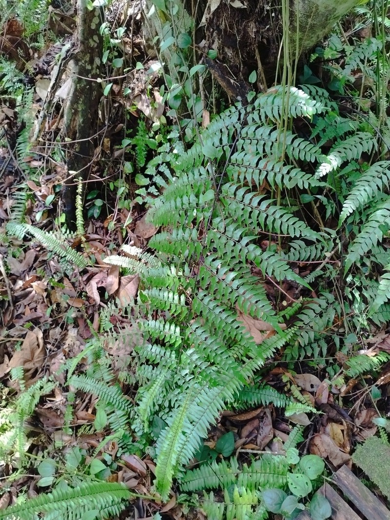Asplenium nitidum photo 3