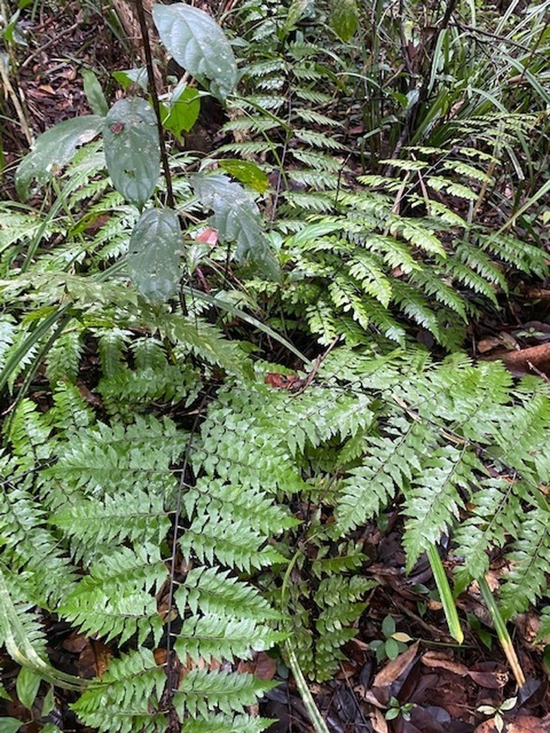 Asplenium nitidum photo 4