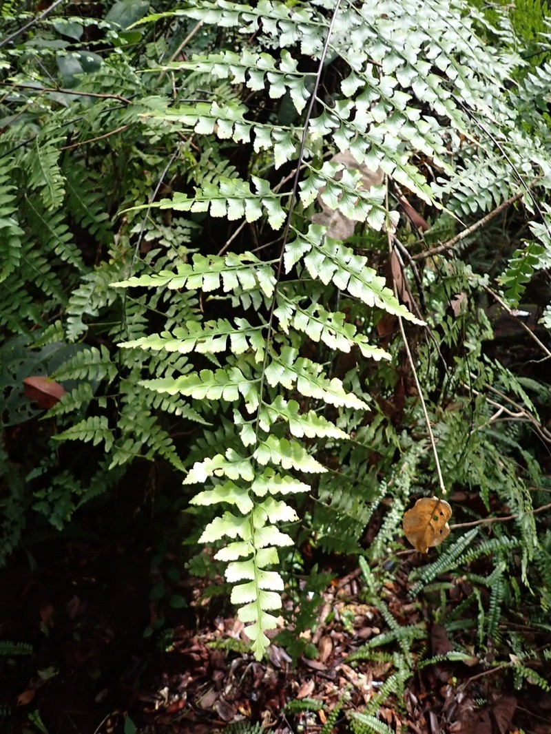 Asplenium nitidum photo 5
