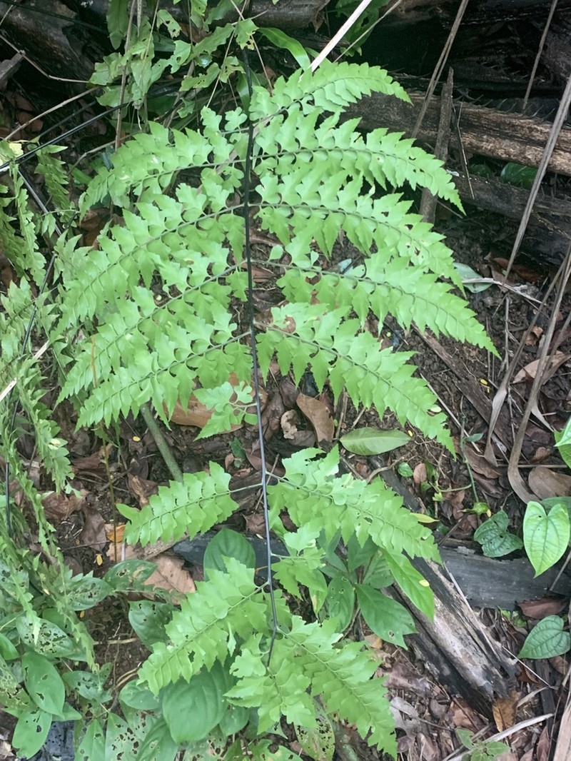 Asplenium nitidum photo 6