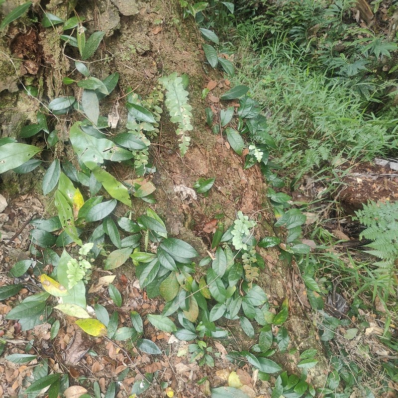 Asplenium nitidum photo 7