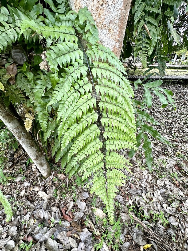 Asplenium nitidum photo 8
