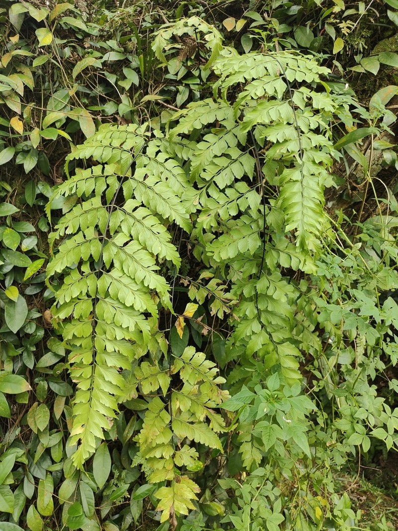 Asplenium nitidum