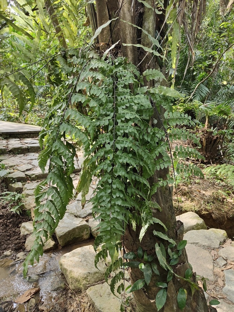 Asplenium nitidum photo 2