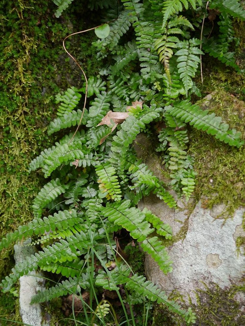 Rainforest Spleenwort