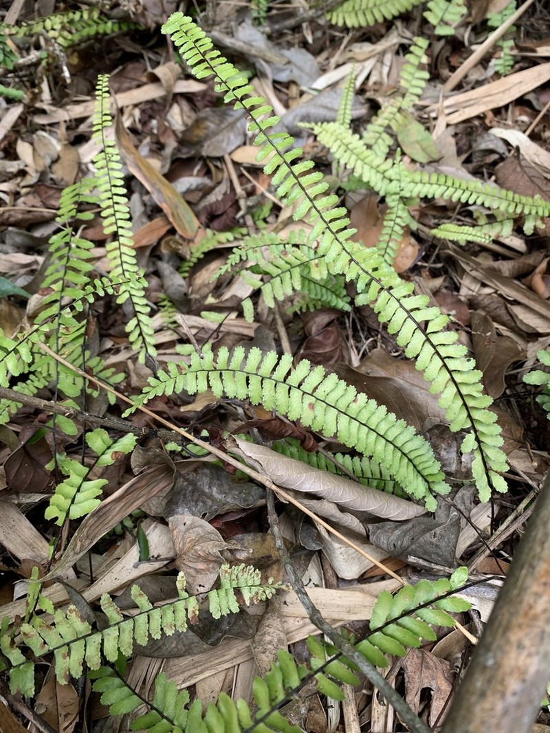 Rainforest Spleenwort
