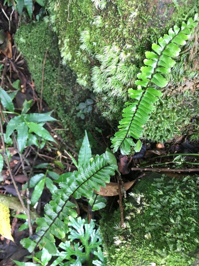 Rainforest Spleenwort photo 2