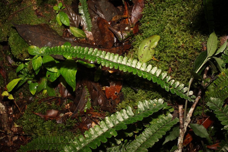 Rainforest Spleenwort photo 3