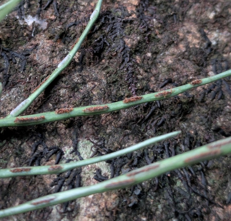 Asplenium novae-caledoniae photo 2