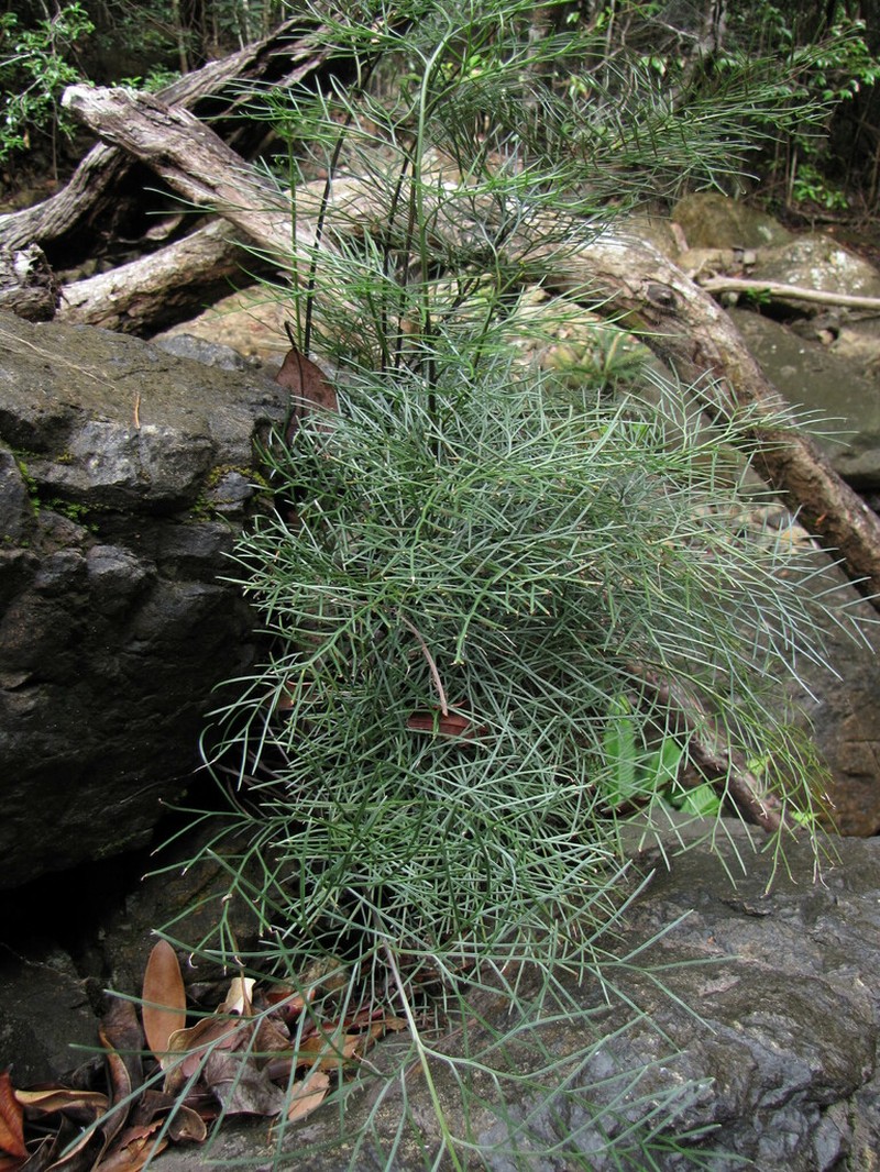 Asplenium novae-caledoniae photo 3