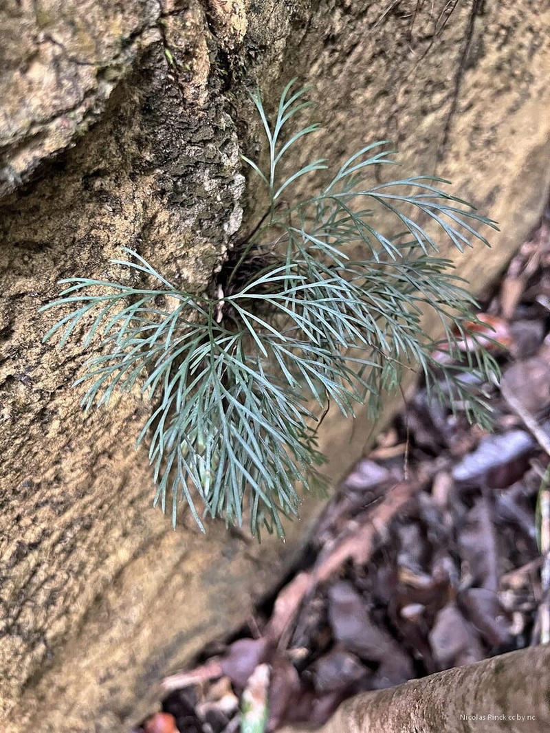 Asplenium novae-caledoniae photo 4